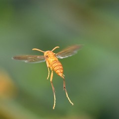 Polistes wattii