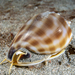 Banded Bonnet Snail - Photo (c) Francesco Ricciardi, some rights reserved (CC BY-NC), uploaded by Francesco Ricciardi