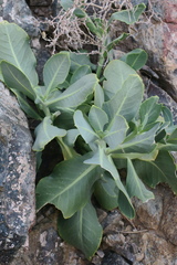 Physorhynchus chamaerapistrum