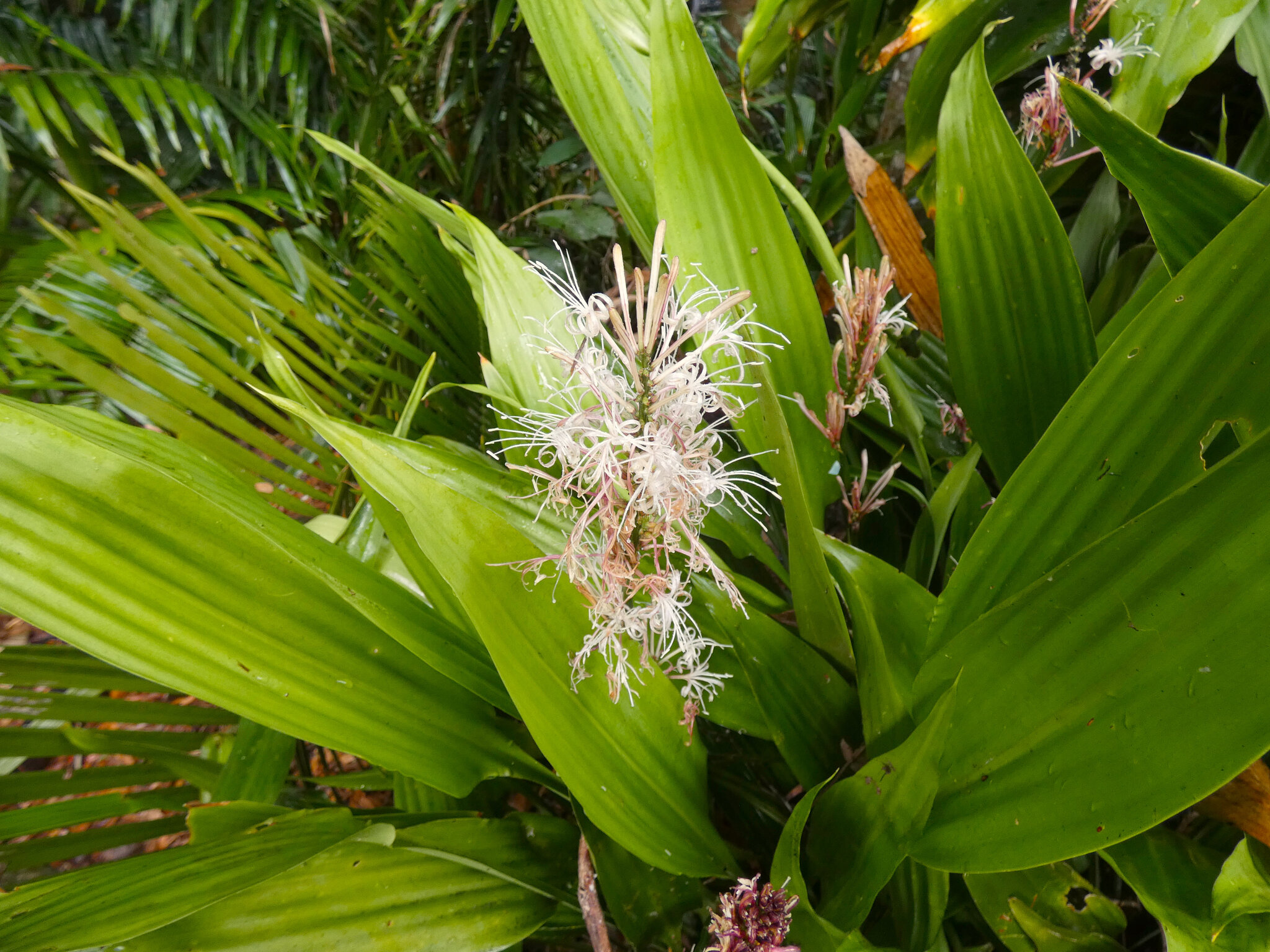 Lance Dracaena (Dracaena aubryana)  iNaturalist