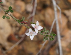 Cyanothamnus nanus pubescens