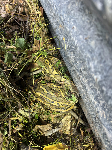 Coastal Carpet Python sighting