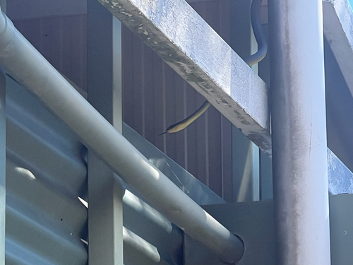Common Tree Snake sighting