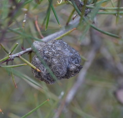 Hakea decurrens physocarpa