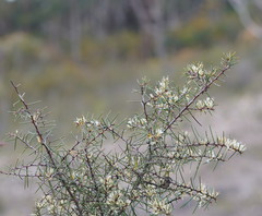 Hakea decurrens physocarpa