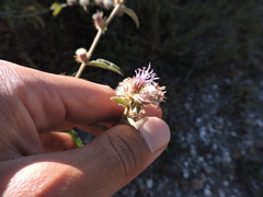 Lepidaploa aurea