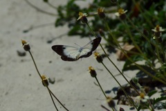 Belenois java