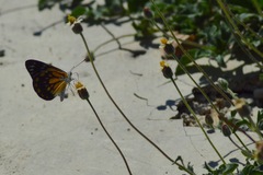 Belenois java