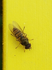Episyrphus balteatus