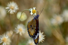Danaus chrysippus