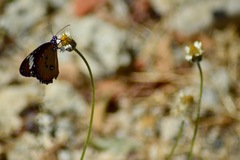 Danaus chrysippus