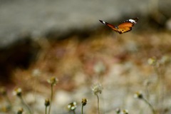 Danaus chrysippus