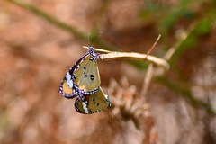 Danaus chrysippus