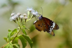 Danaus chrysippus
