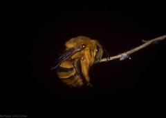 Amegilla bombiformis