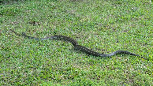 Coastal Carpet Python sighting