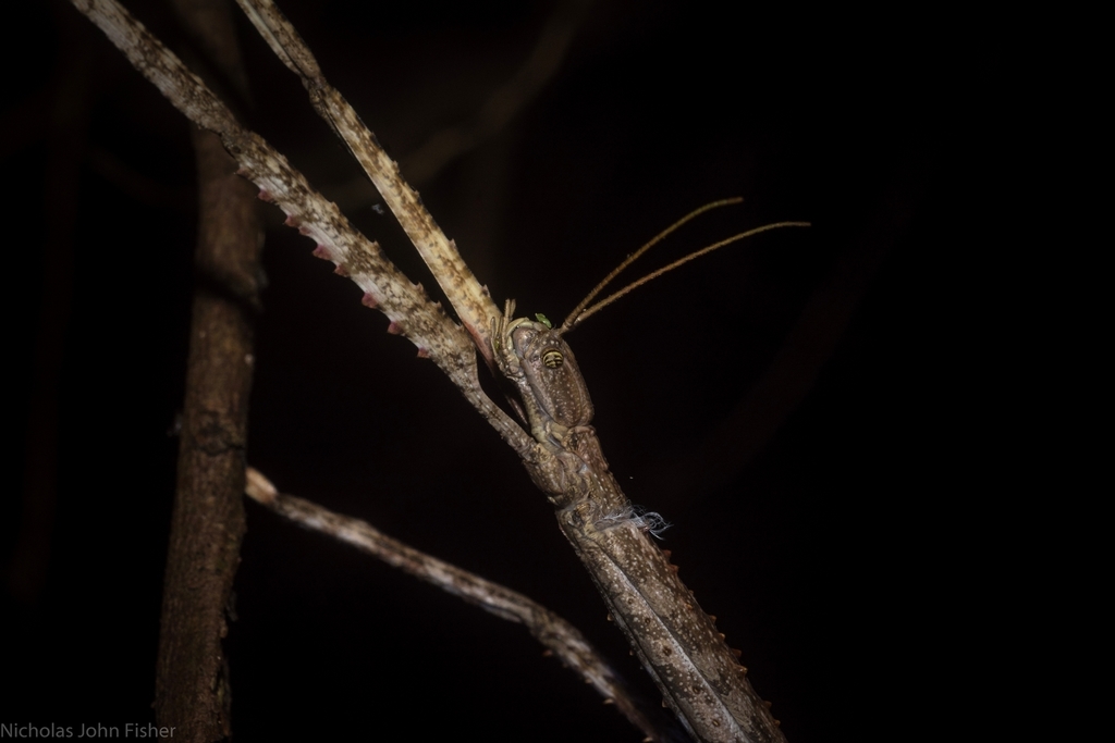 Acrophylla