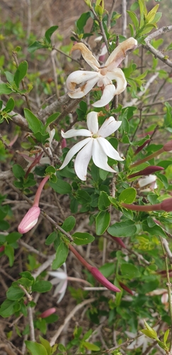 Image of Jasminum multipartitum by (c) Aaliyah Motala, some rights reserved (CC BY-SA)