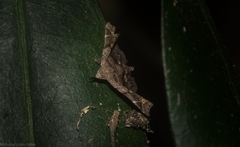 Esthlodora variabilis