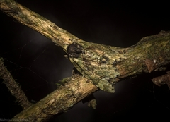 Tamba conscripta