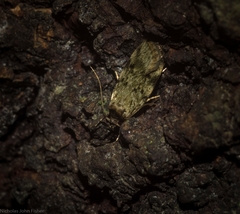 Barea subviridella