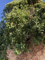 Hedera helix