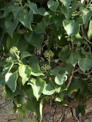 Hedera helix