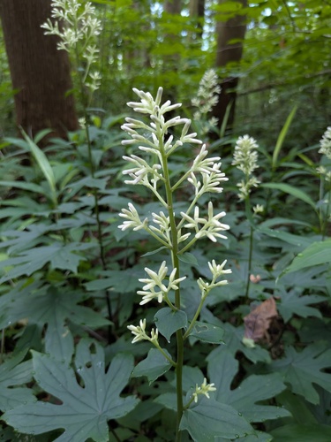 Koyamacalia