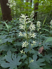 Japonicalia delphiniifolia, photograph (c) Timur Kalininsky, some rights reserved (CC BY)