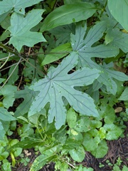 Japonicalia delphiniifolia, photograph (c) Timur Kalininsky, some rights reserved (CC BY)