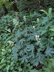 Japonicalia delphiniifolia, photograph (c) Timur Kalininsky, some rights reserved (CC BY)