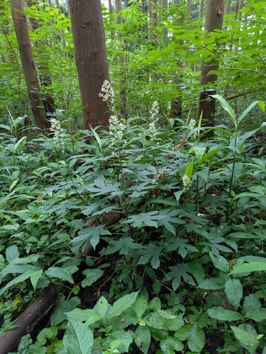 Japonicalia delphiniifolia, photograph 3