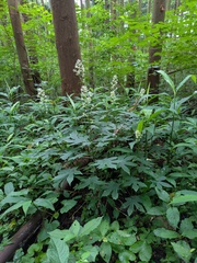 Japonicalia delphiniifolia, photograph (c) Timur Kalininsky, some rights reserved (CC BY)
