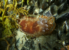 Aphelodoris lawsae
