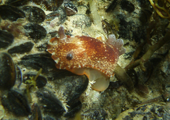 Aphelodoris lawsae