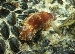 Aphelodoris lawsae