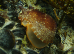 Aphelodoris lawsae