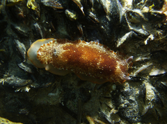 Aphelodoris lawsae