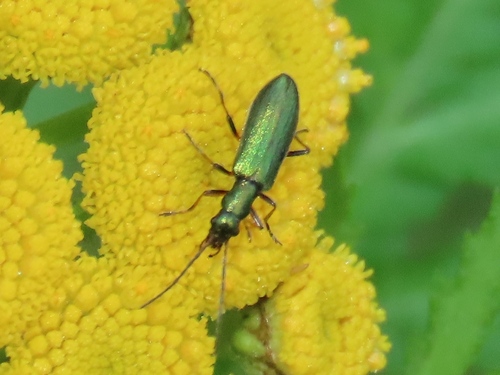 Chrysanthia geniculata, Maarheeze, Nederland, photo 7 of 10