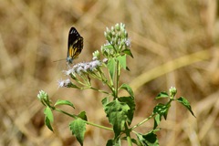 Belenois java