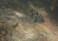 Scorpis georgiana