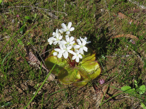 Drosera macrophylla