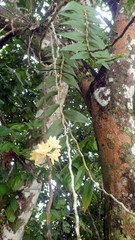 Dendrobium sanguinolentum