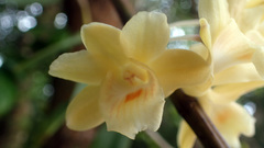Dendrobium sanguinolentum