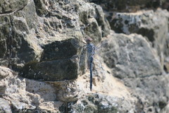Orthetrum ransonnetii