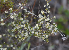 Pseudanthus ovalifolius