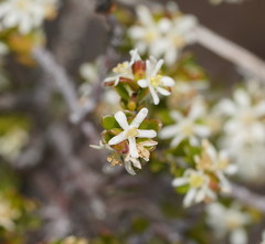 Pseudanthus ovalifolius