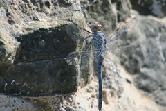 Orthetrum ransonnetii