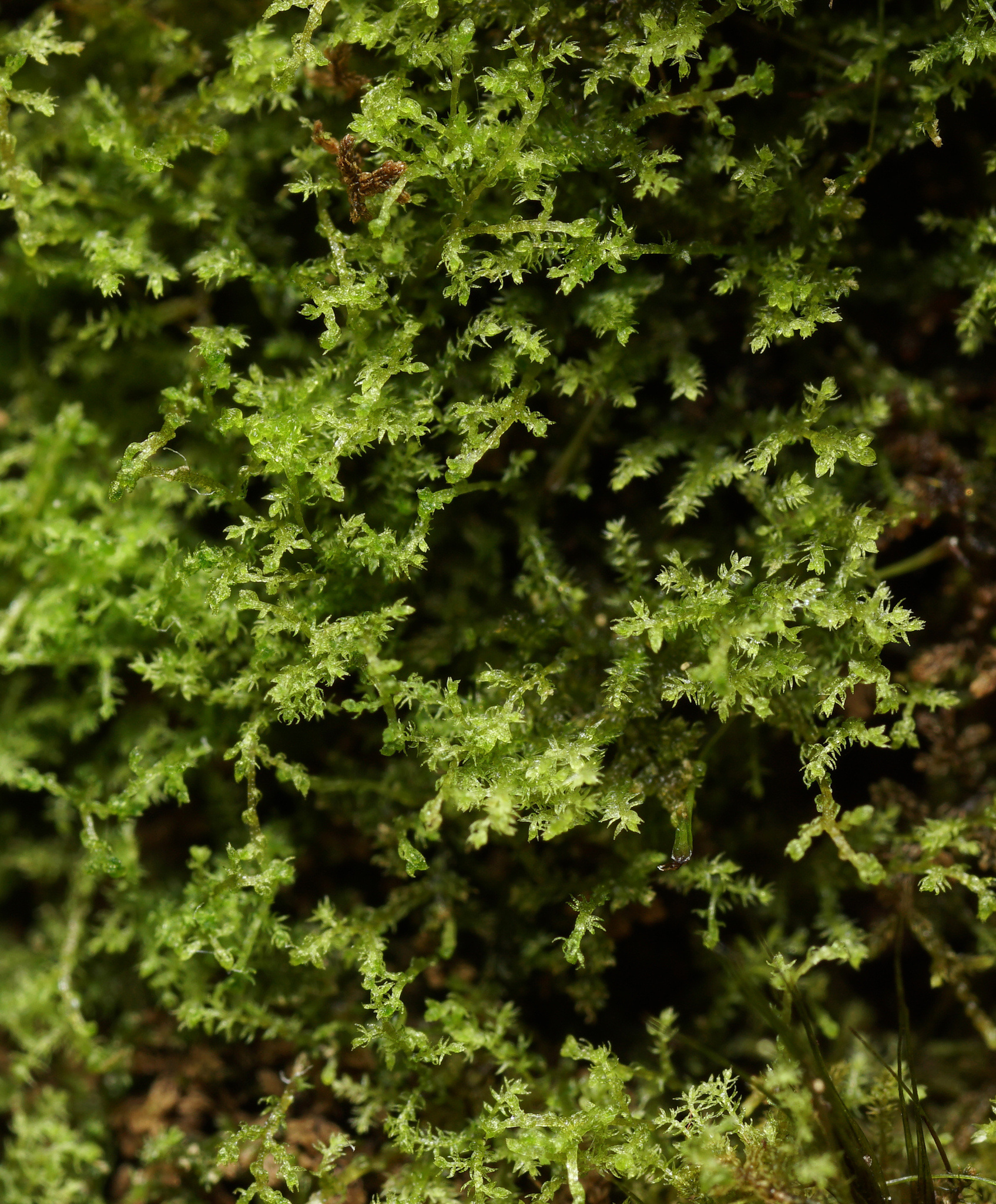 Kurzia pauciflora