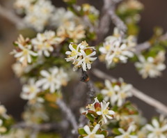 Pseudanthus ovalifolius